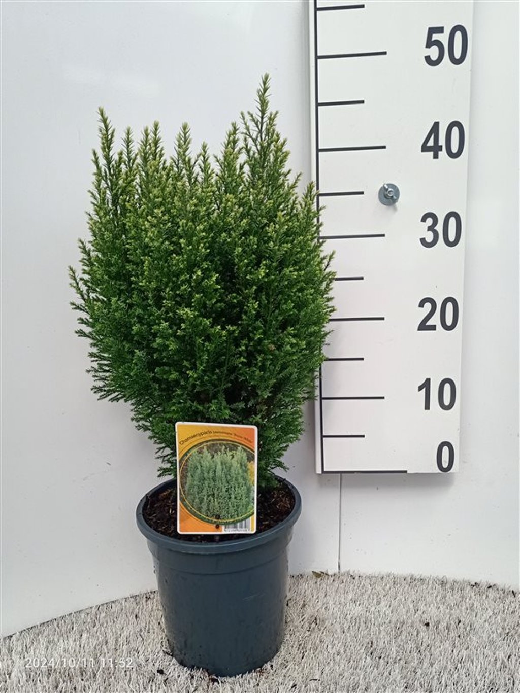 Chamaecyparis l. 'Snow White' - C3 30-40 CM